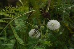 Leucaena leucocephala